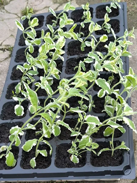 Фото 6