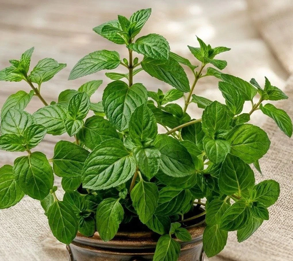 Мята Марокканская
