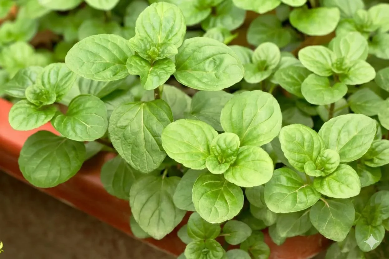 Бергамотовая мята