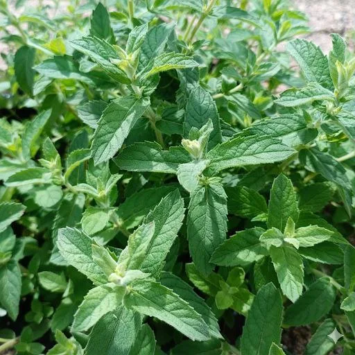 Инжирная мята