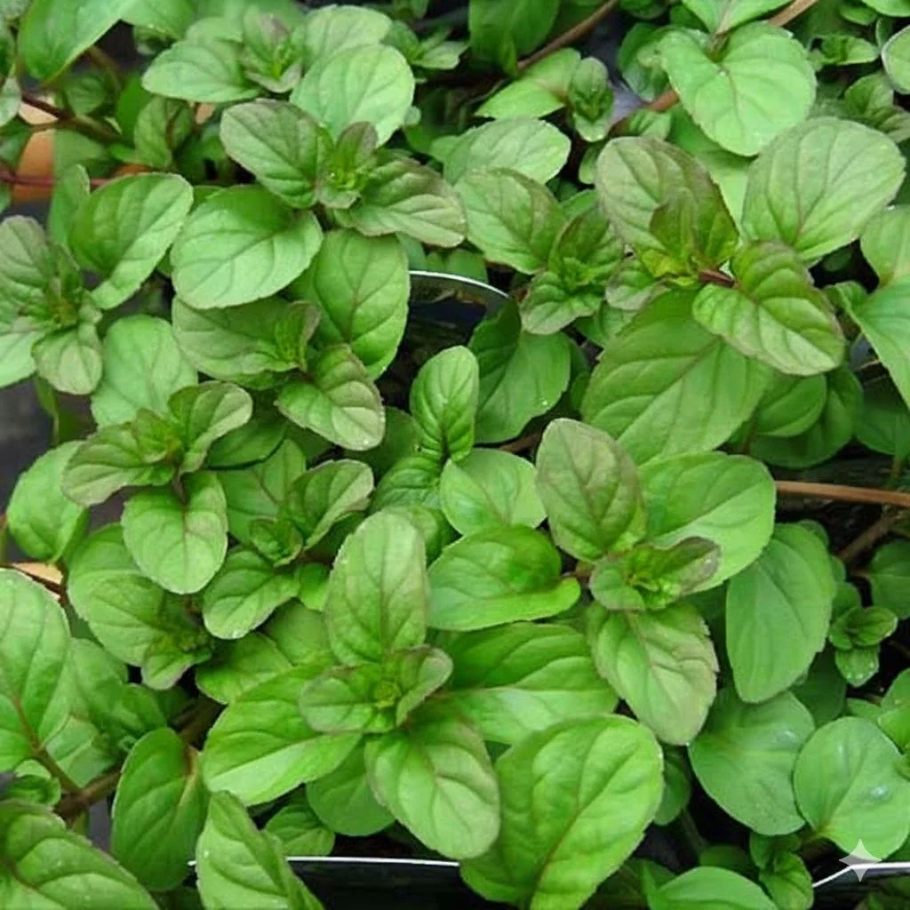 Мята Мандариновая